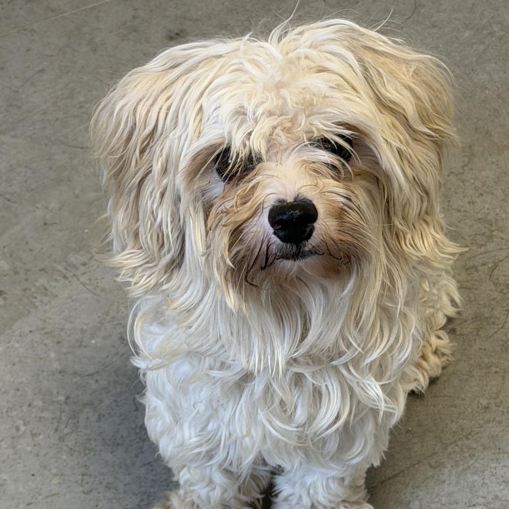 Salt - Adoptable Pet | Petfinder