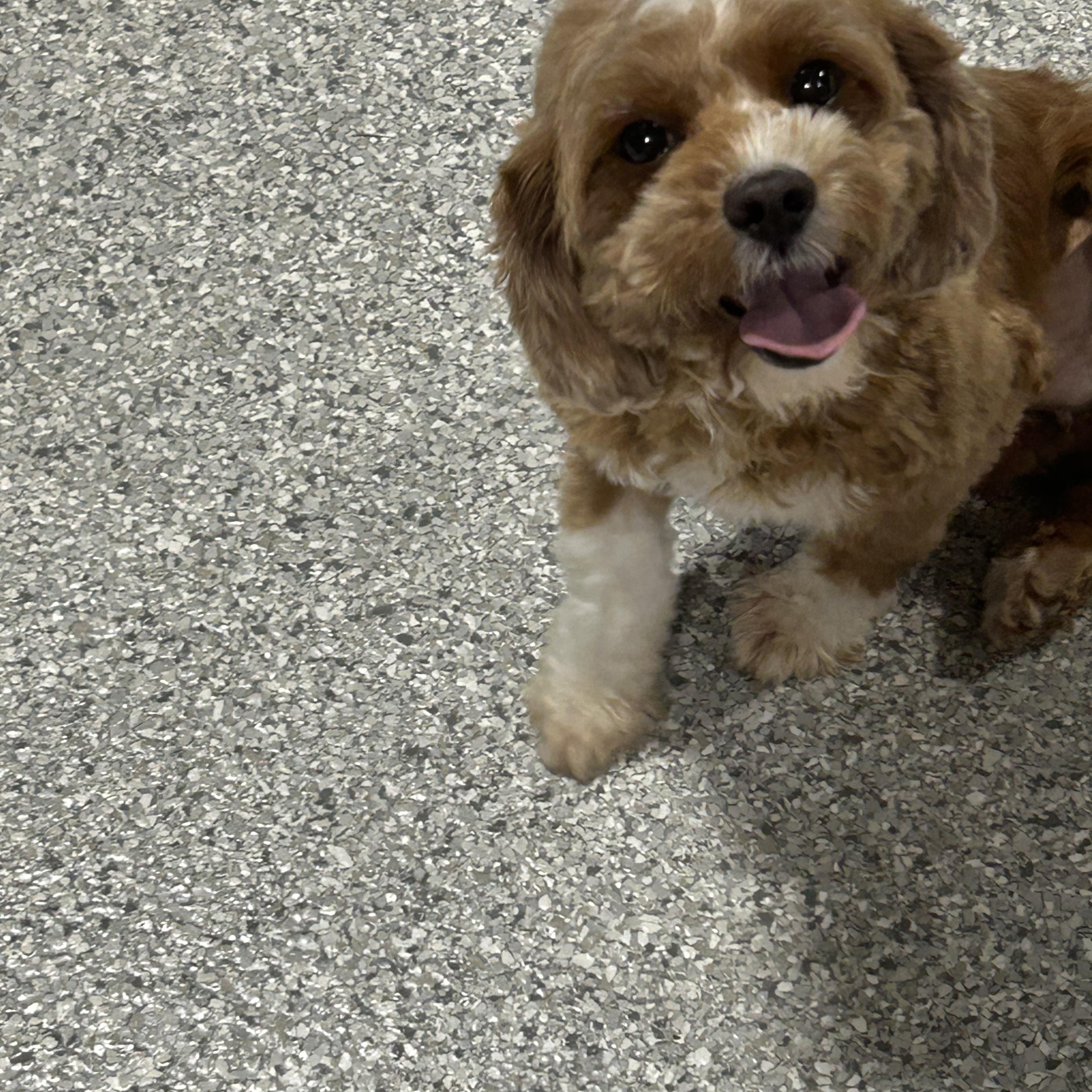 Enlarge Brandy. 15 lbs, a Adoptable Cavapoo in Antwerp, OH image 3/3