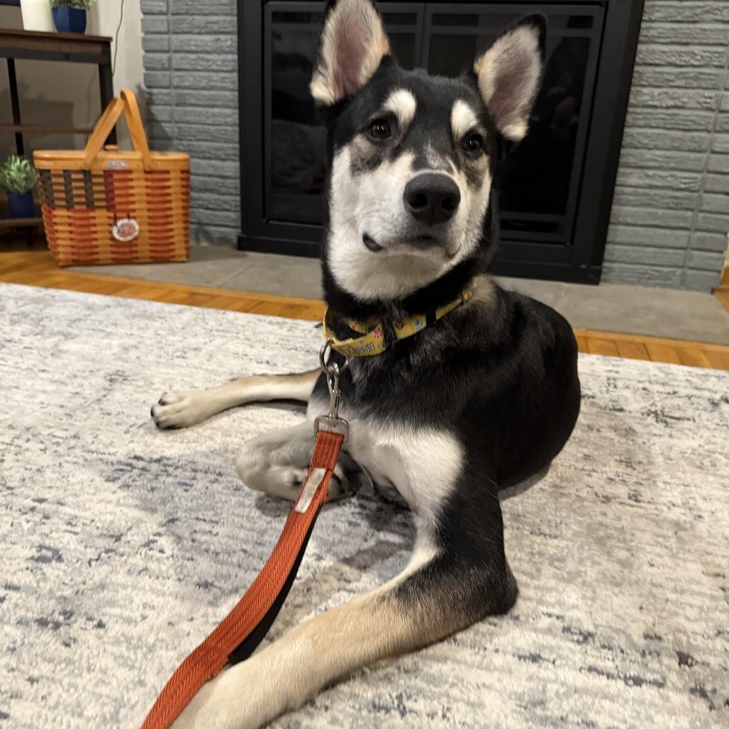 Snoopy, Adoptable, Young Male German Shepherd Dog & Husky.