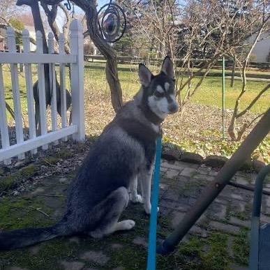 Enlarge Snoopy, a Adoptable mixed breed in Franklin, TN image 3/6