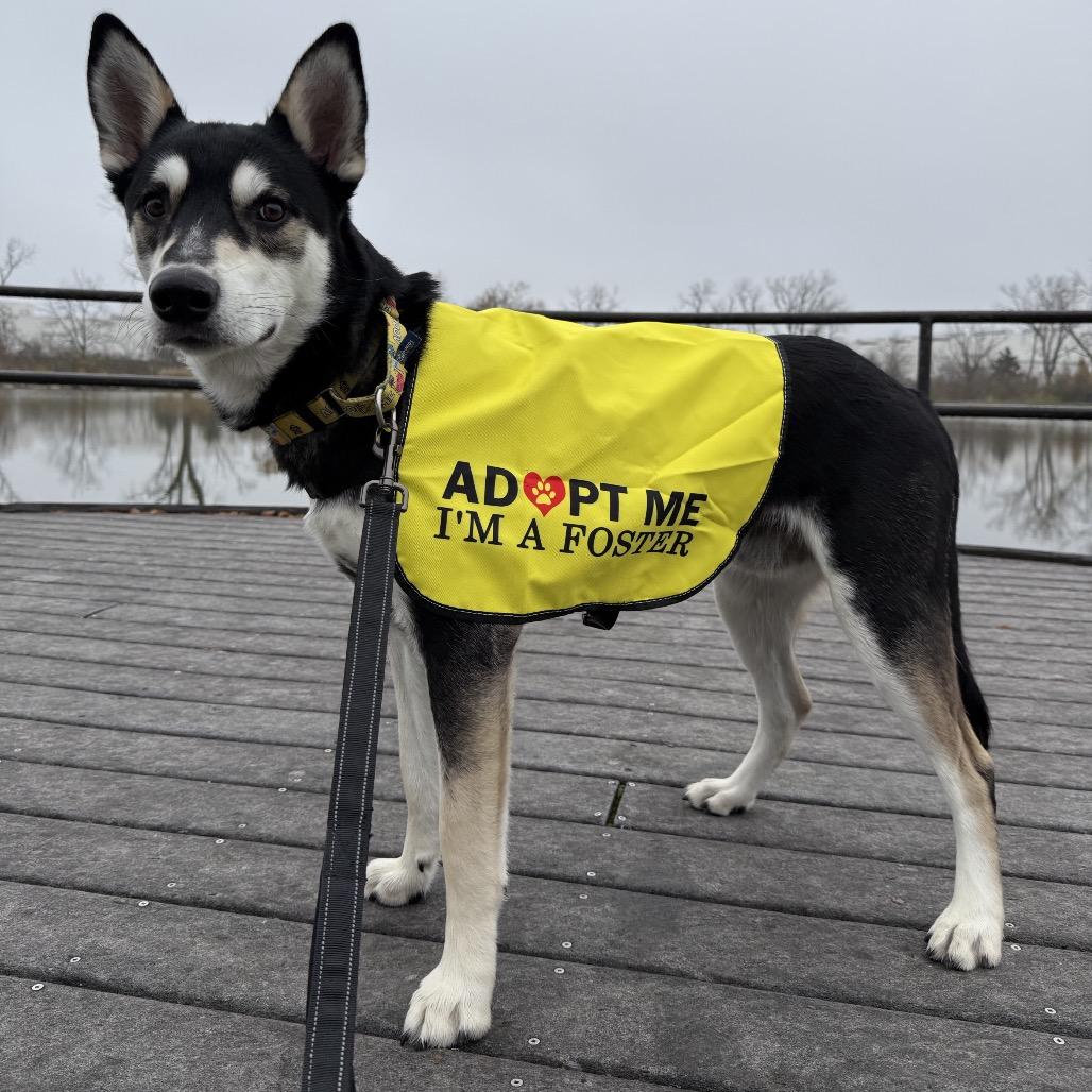 Enlarge Snoopy, a Adoptable mixed breed in Franklin, TN image 5/6