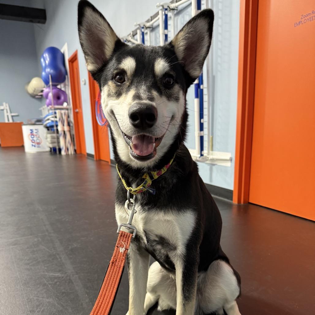 Enlarge Snoopy, a Adoptable mixed breed in Franklin, TN image 6/6