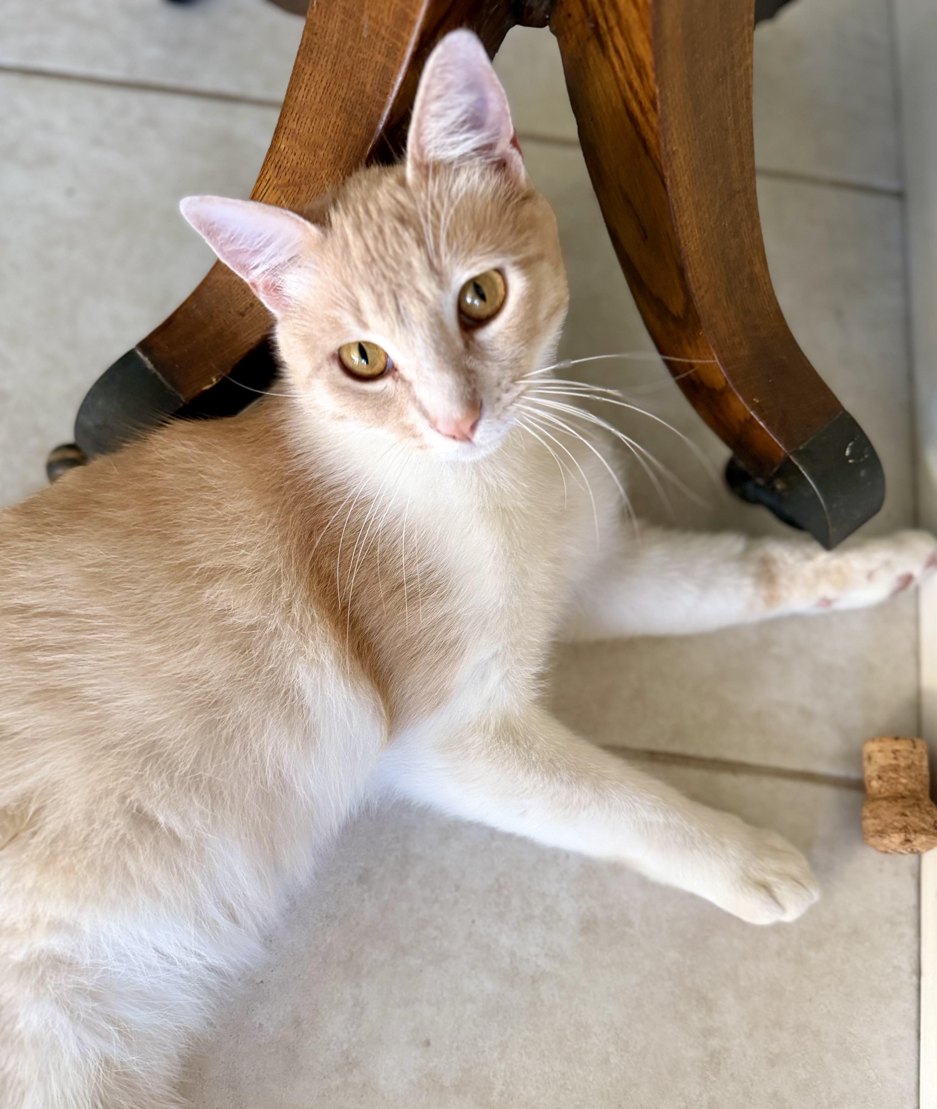 Enlarge Garfield, a ADOPTABLE Domestic Short Hair in San Rafael, CA image 3/6