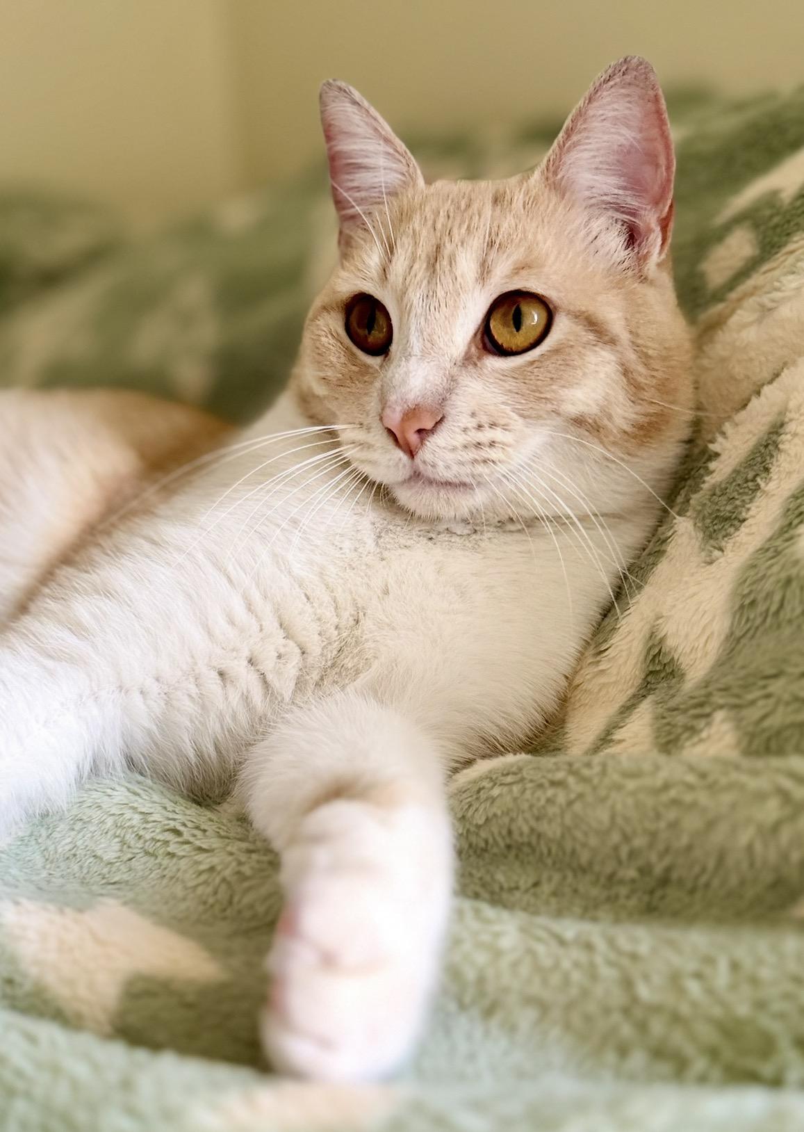 Enlarge Garfield, a ADOPTABLE Domestic Short Hair in San Rafael, CA image 6/6