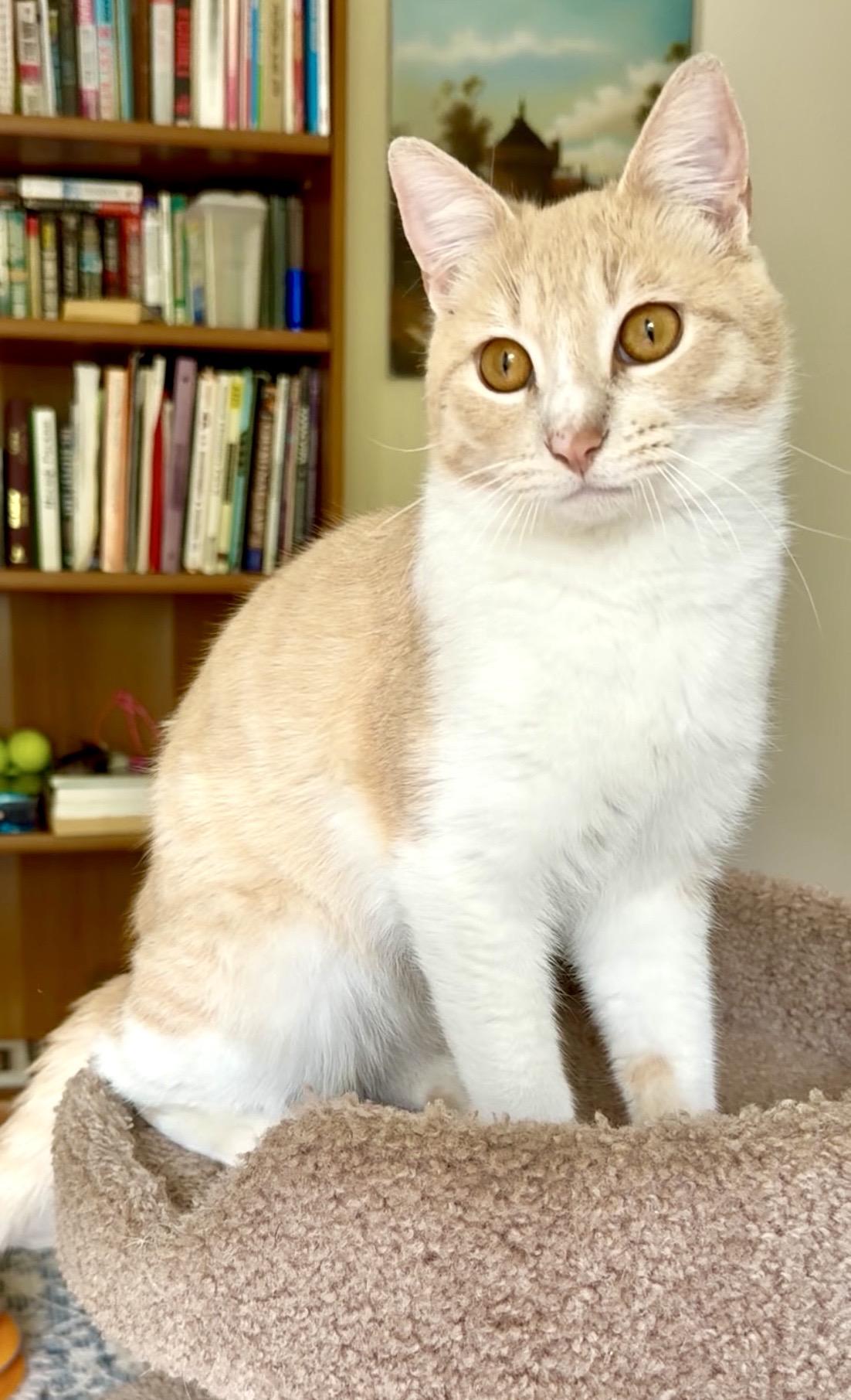 Enlarge Garfield, a ADOPTABLE Domestic Short Hair in San Rafael, CA image 1/6