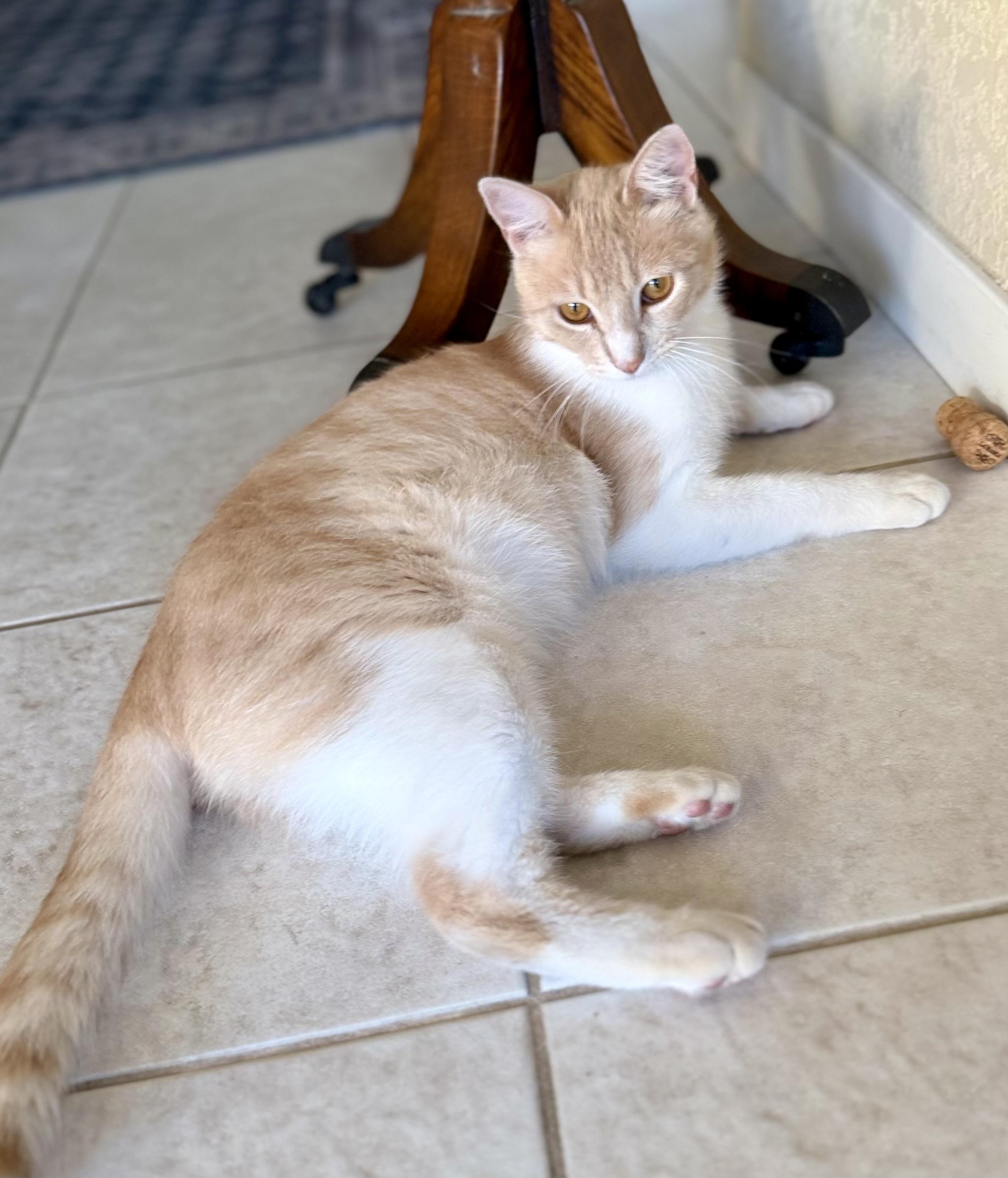 Enlarge Garfield, a ADOPTABLE Domestic Short Hair in San Rafael, CA image 5/6