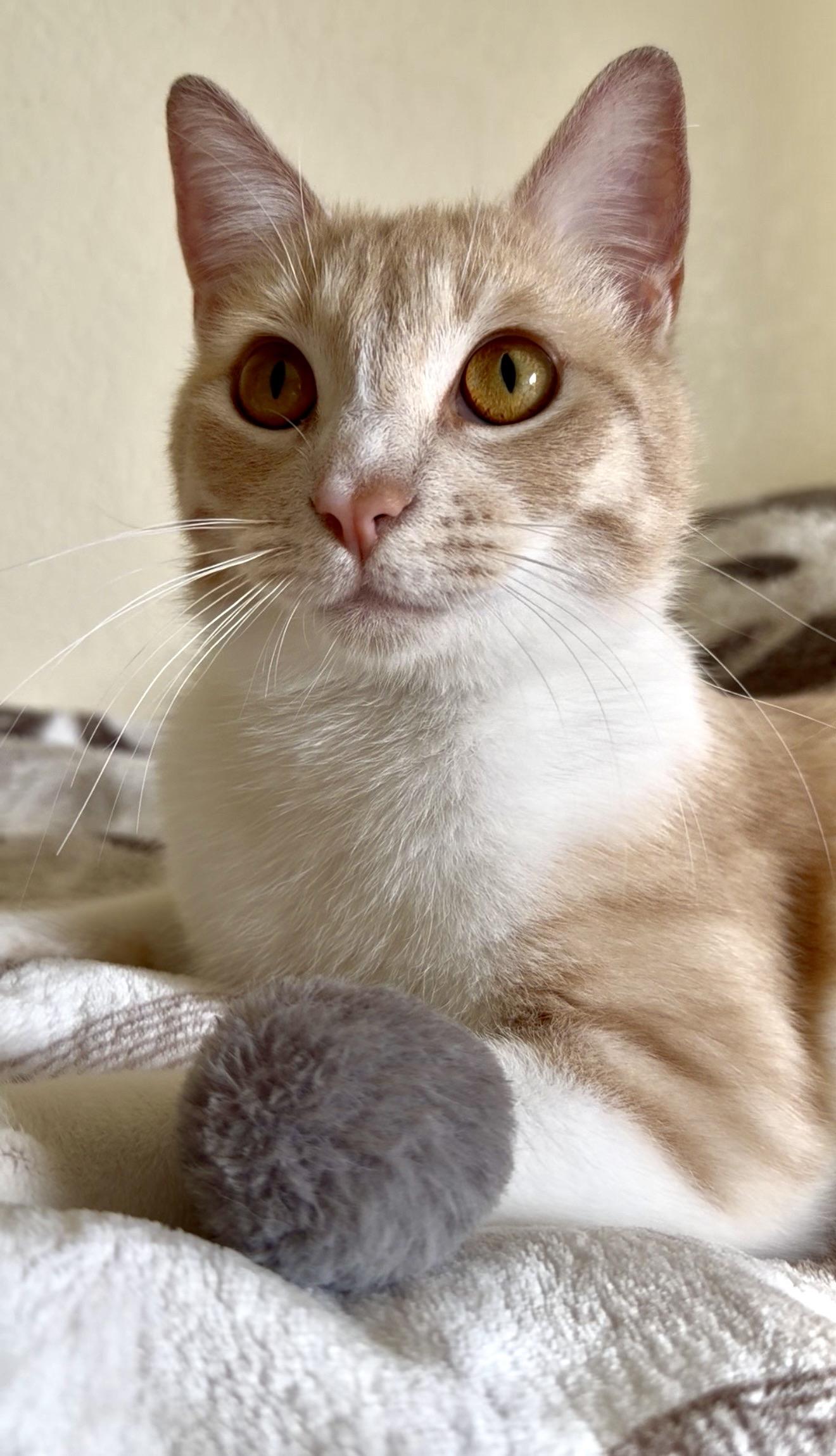 Enlarge Garfield, a ADOPTABLE Domestic Short Hair in San Rafael, CA image 2/6