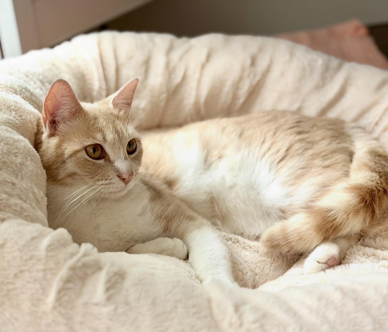 Enlarge Garfield, a ADOPTABLE Domestic Short Hair in San Rafael, CA image 4/6