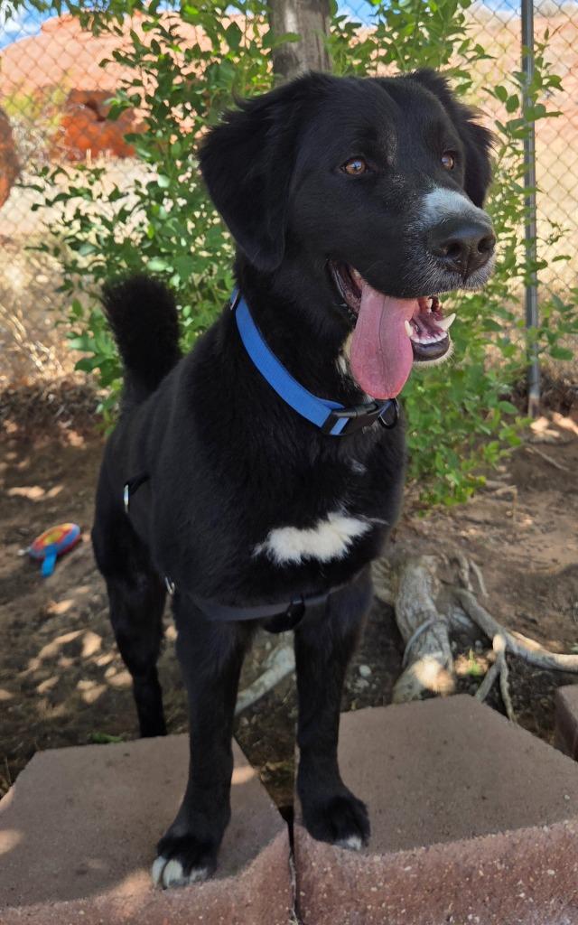 Enlarge Davey, an adopted mixed breed in Saint George, UT image 1/1