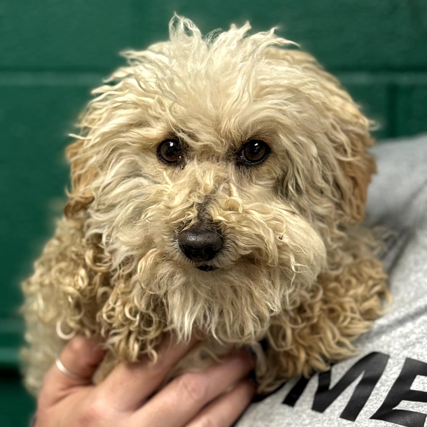 Enlarge San, an adopted Miniature Poodle in Blue Springs, MO image 2/2