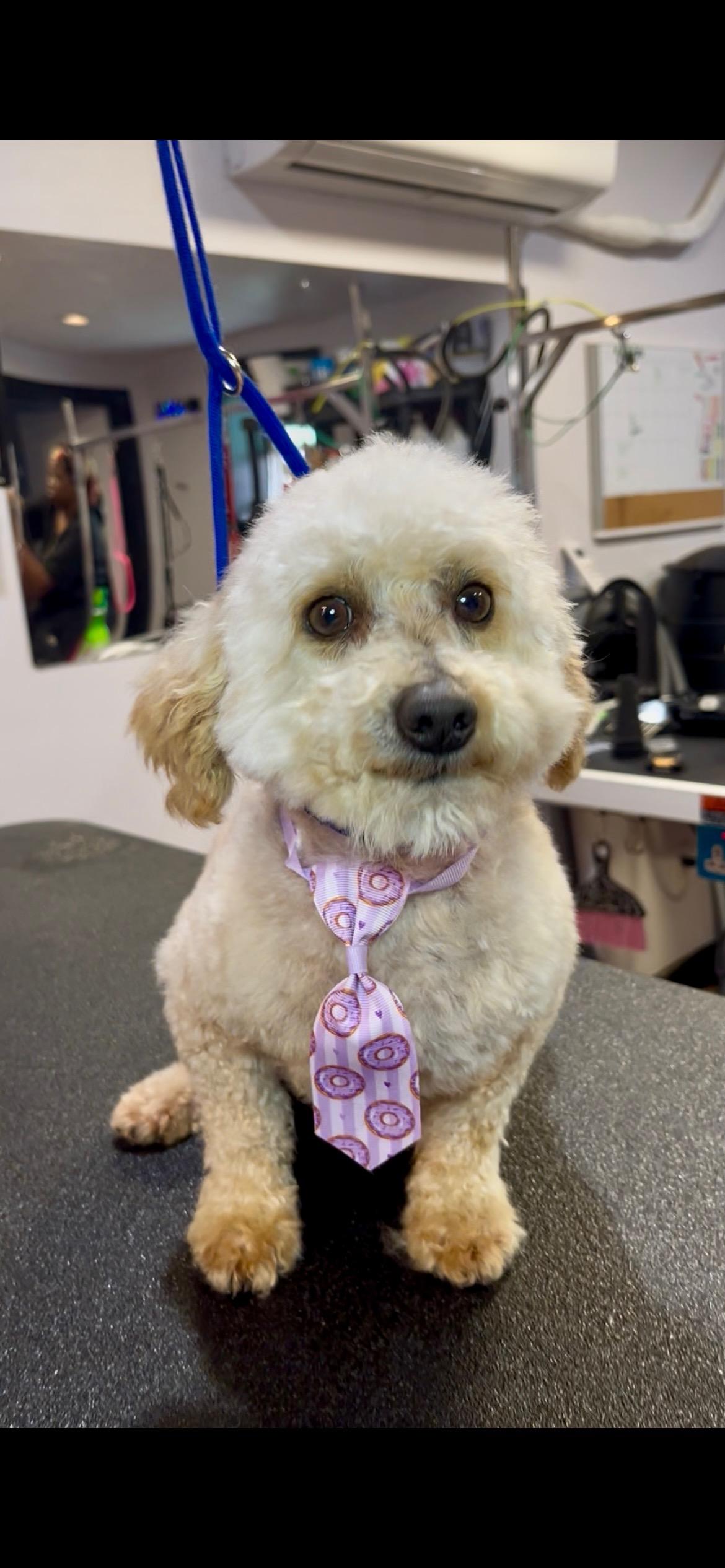 Enlarge San, an adopted Miniature Poodle in Blue Springs, MO image 1/2