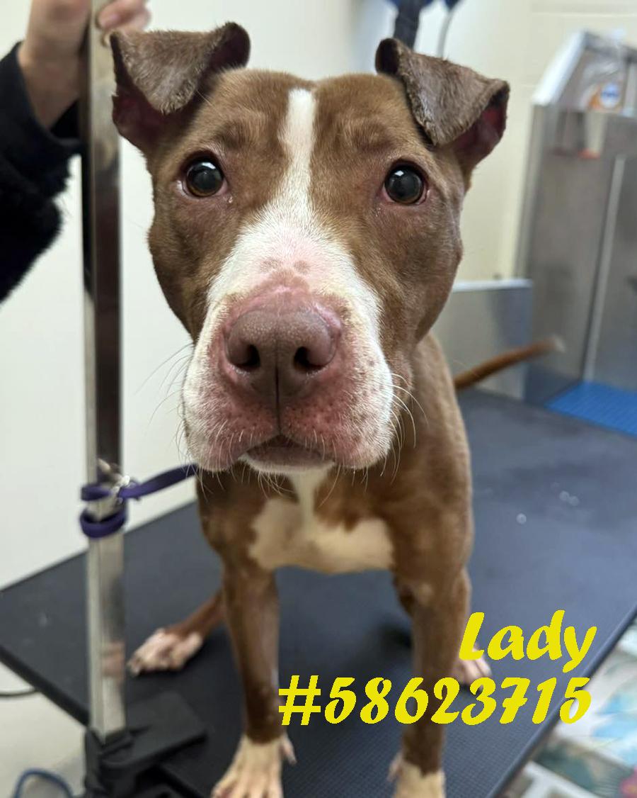 Enlarge Lady, a Adoptable mixed breed in Wilkes Barre, PA image 1/1