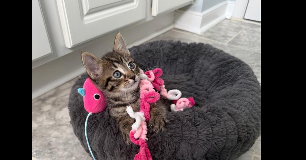 Luke, a Adoptable Domestic Short Hair in Henrico, VA image 1/5