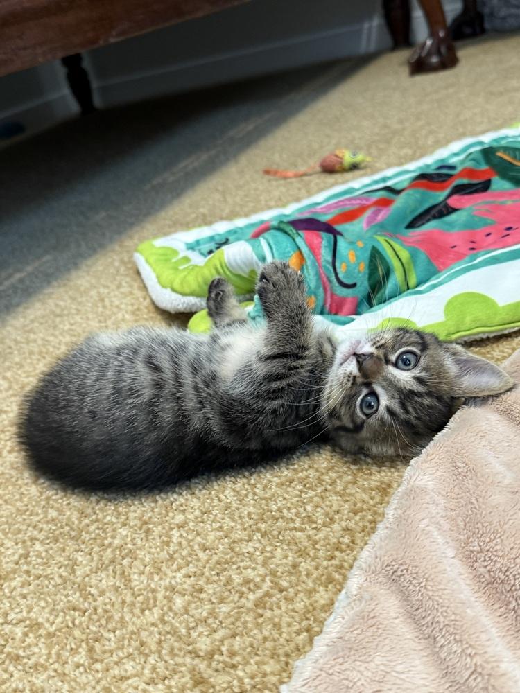 Luke, a Adoptable Domestic Short Hair in Henrico, VA image 2/5