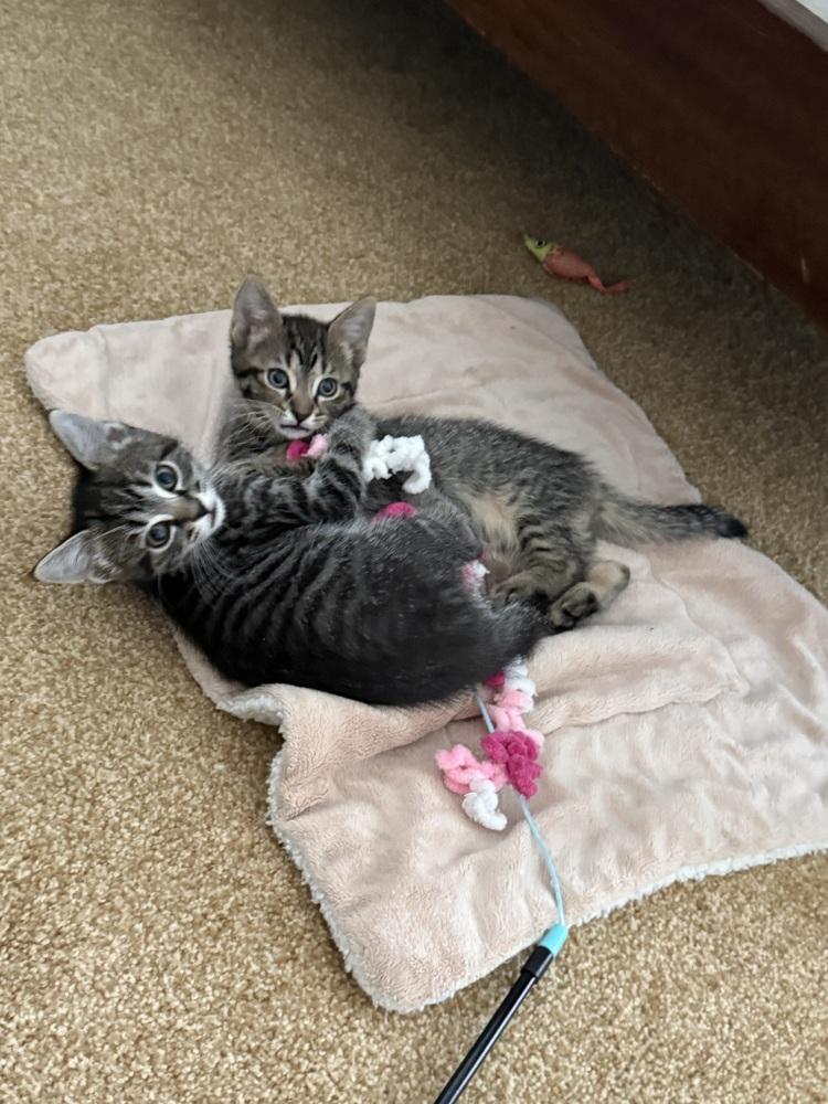 Luke, a Adoptable Domestic Short Hair in Henrico, VA image 3/5