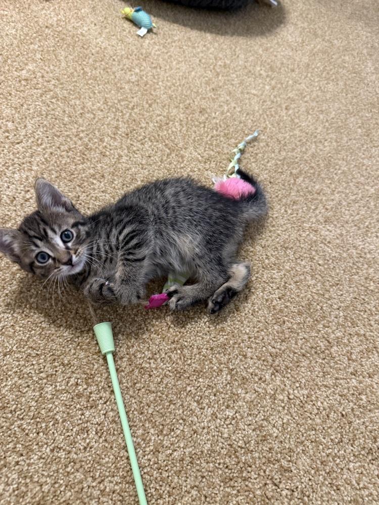 Luke, a Adoptable Domestic Short Hair in Henrico, VA image 5/5