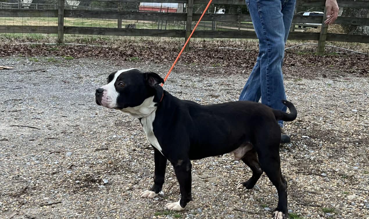 Boss, ADOPTABLE, Adult Male Mixed Breed.