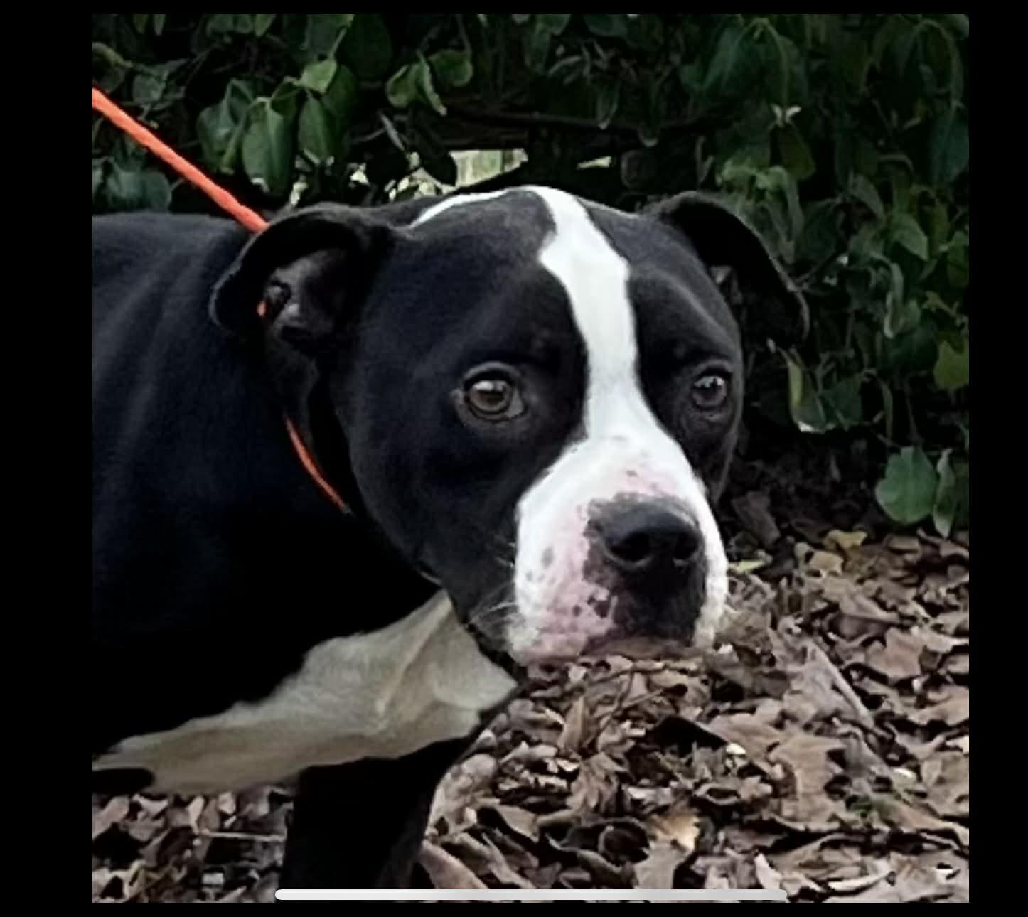 Enlarge Boss, a ADOPTABLE Mixed Breed in Fairfield, NJ image 2/3