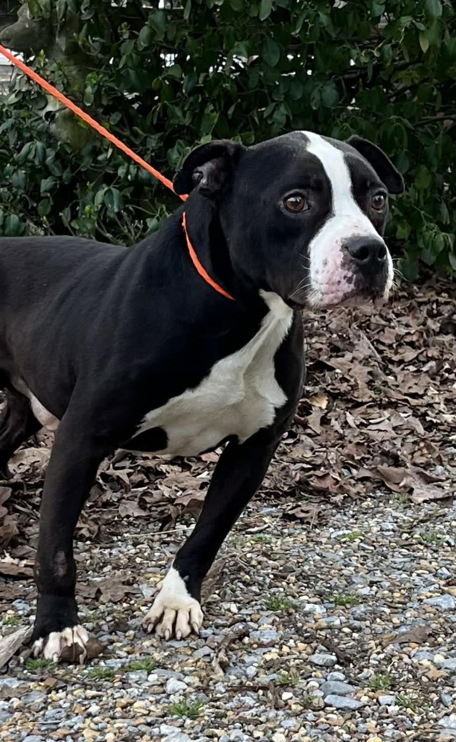 Enlarge Boss, a ADOPTABLE Mixed Breed in Fairfield, NJ image 3/3