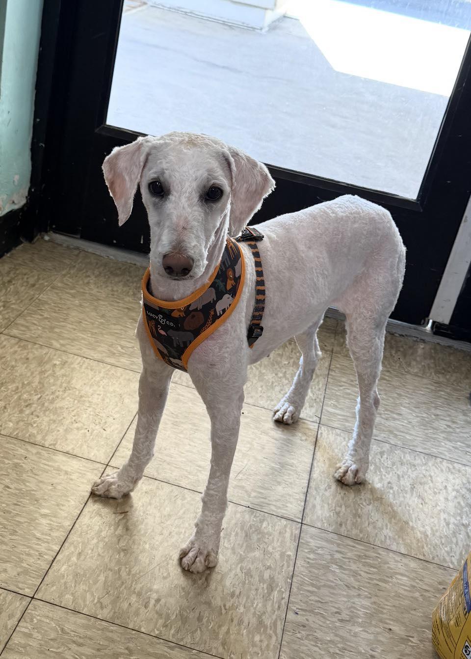 Enlarge Blanca, an adopted Poodle in Glendale, NY image 1/1