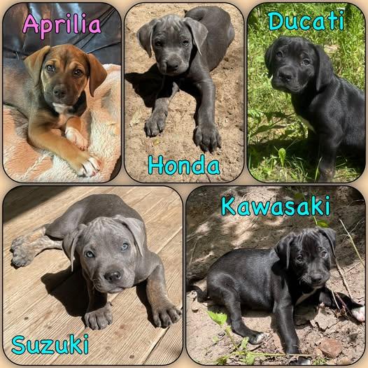 Enlarge Puppies -Sport Bike litter, an adopted mixed breed in Traverse City, MI image 1/1