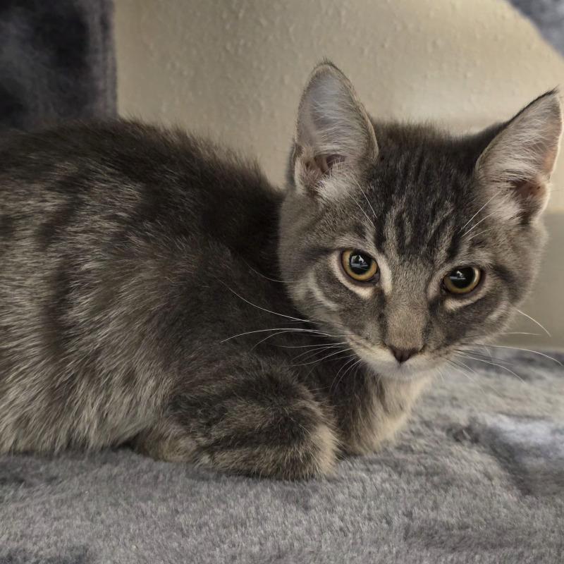 Jupiter, Adoptable, Young Male Domestic Short Hair.