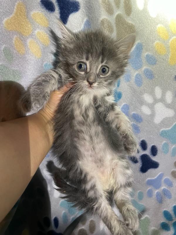 Crepe Domestic Medium Hair Cat