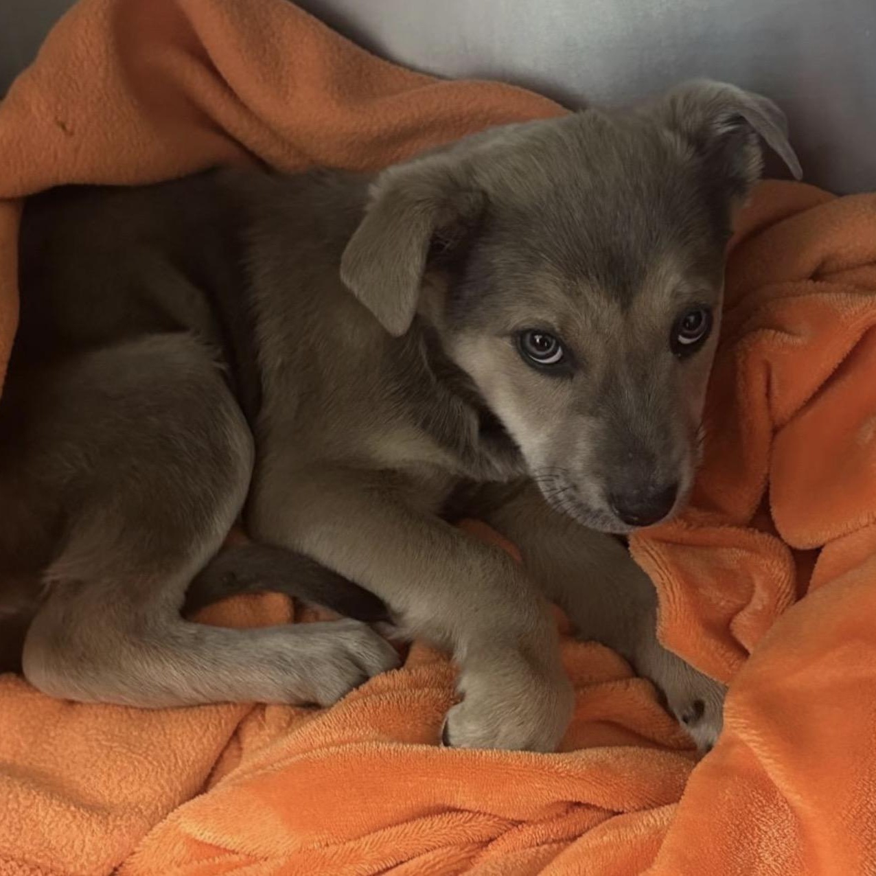 Enlarge Lily, an adopted mixed breed in Cumberland, RI image 2/2