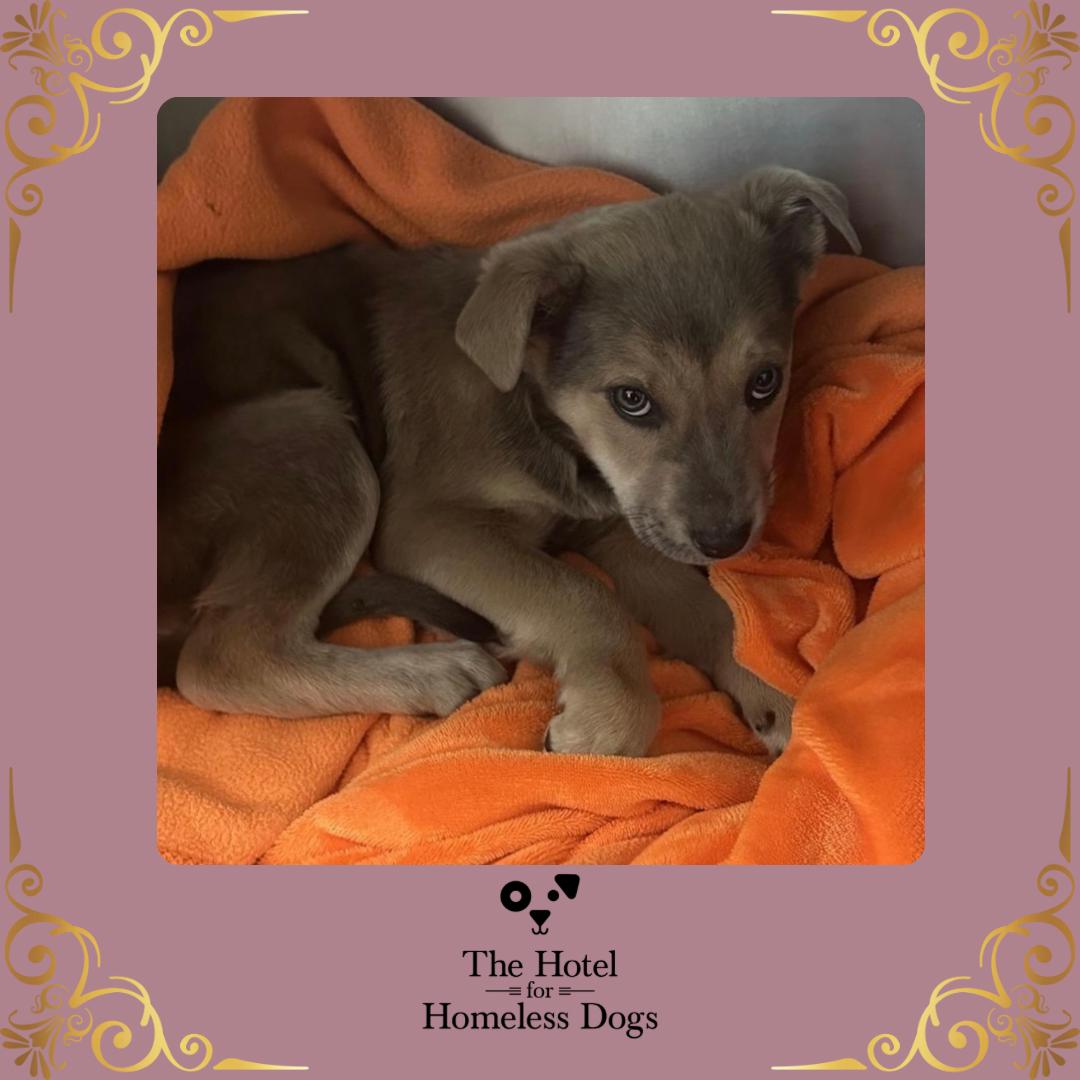 Lily, adopted, Puppy Female Labrador Retriever & Terrier.