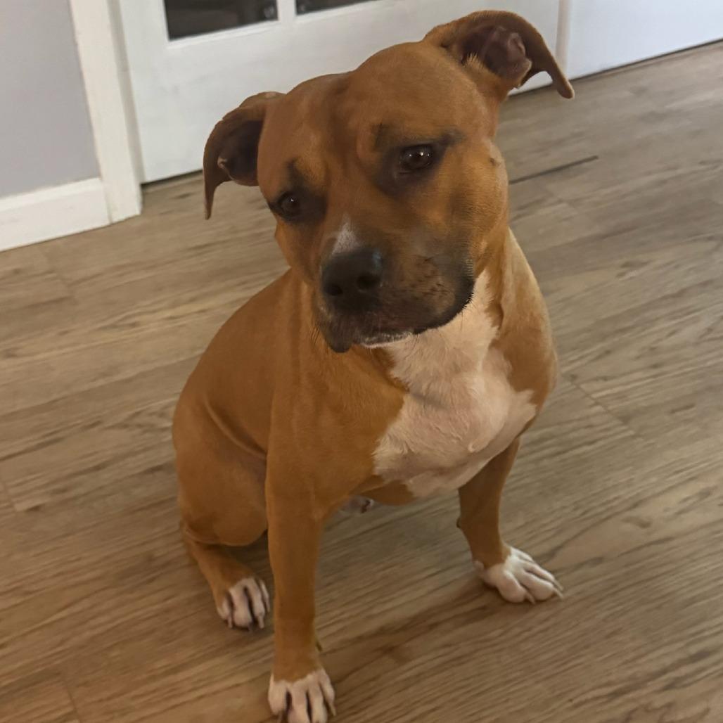 Enlarge Mr.Bean, a Adoptable Mixed Breed in Milton, FL image 1/3