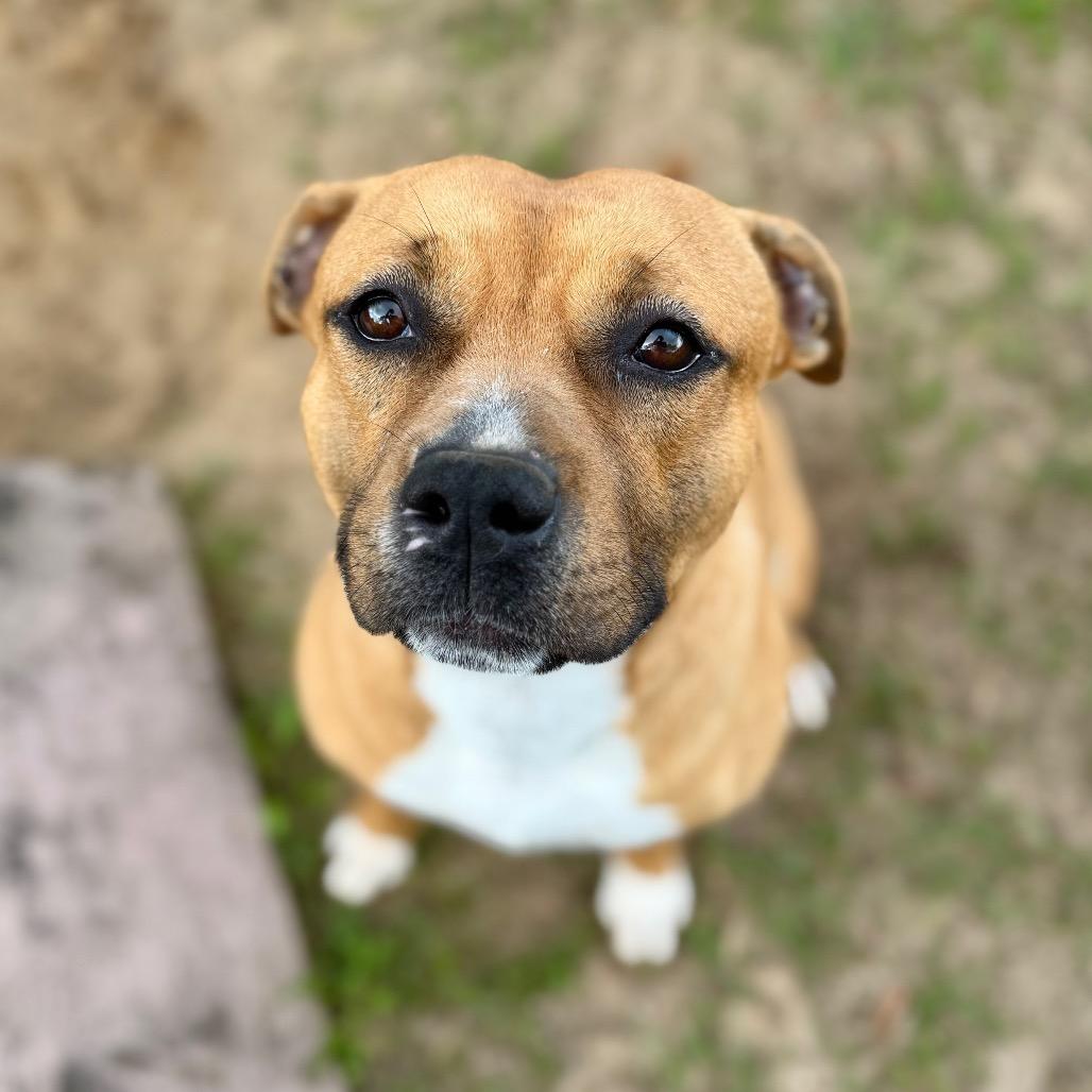 Enlarge Mr.Bean, a Adoptable Mixed Breed in Milton, FL image 3/3