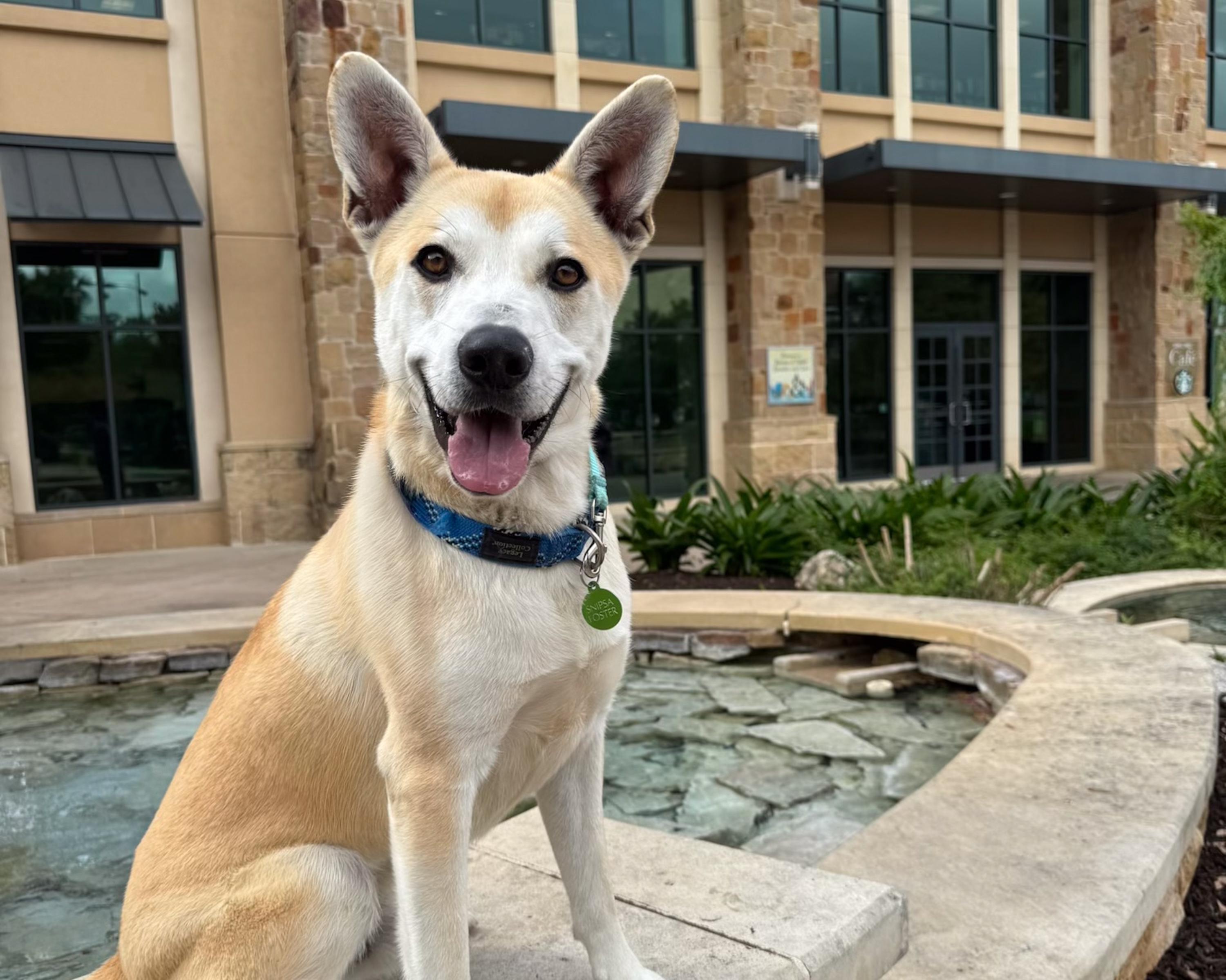 Enlarge Val, a Adoptable Carolina Dog in San Antonio, TX image 4/4