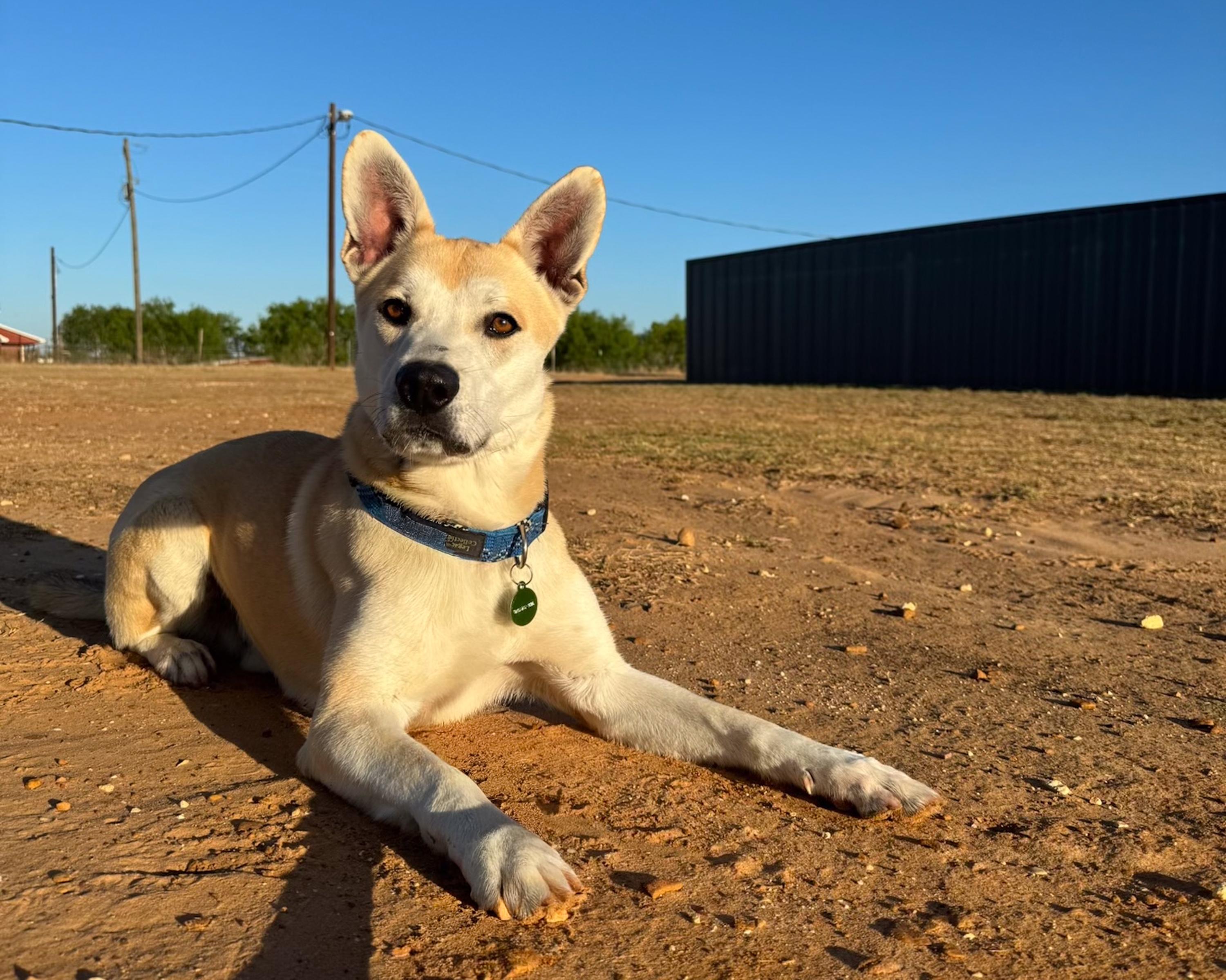 Enlarge Val, a Adoptable Carolina Dog in San Antonio, TX image 3/4