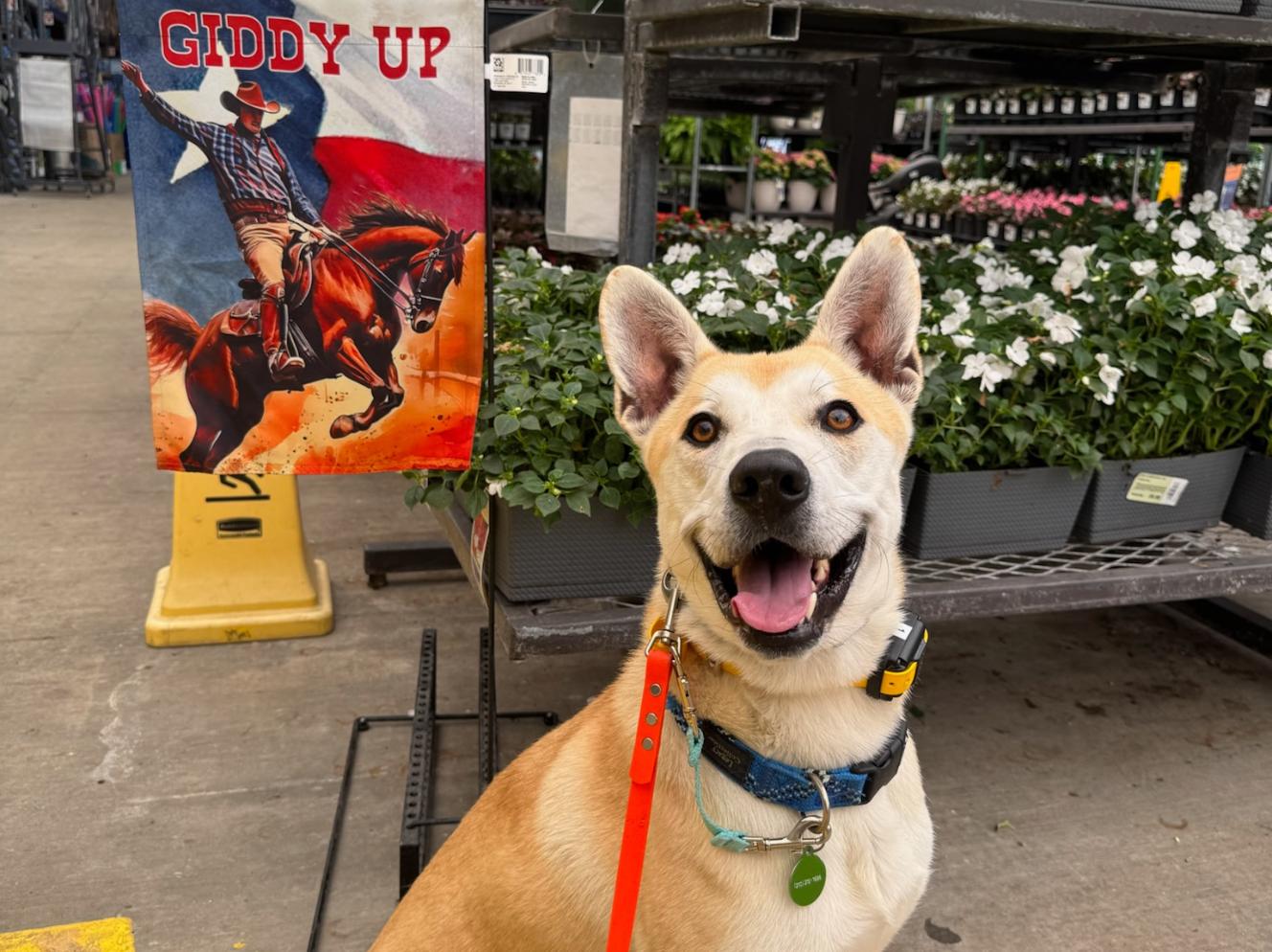 Enlarge Val, a Adoptable Carolina Dog in San Antonio, TX image 2/4