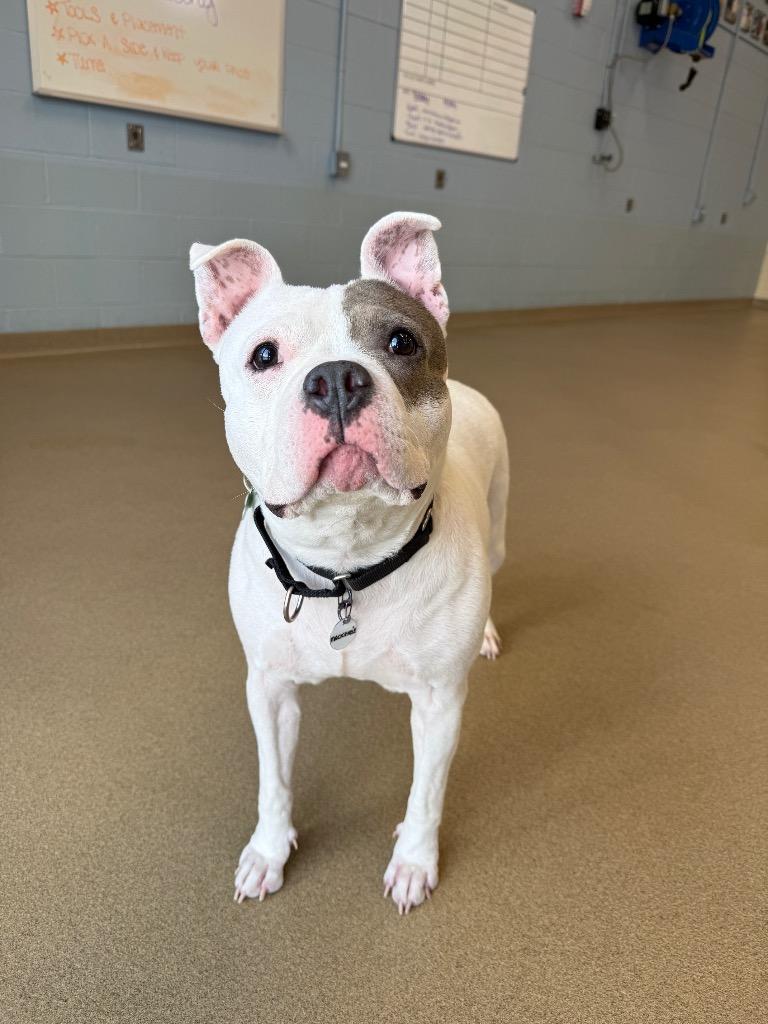 Enlarge Mackenzie, a Adoptable mixed breed in North Syracuse, NY image 1/6