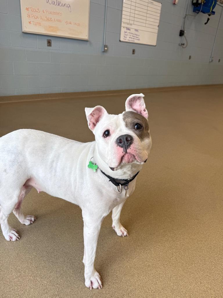 Enlarge Mackenzie, a Adoptable mixed breed in North Syracuse, NY image 3/6