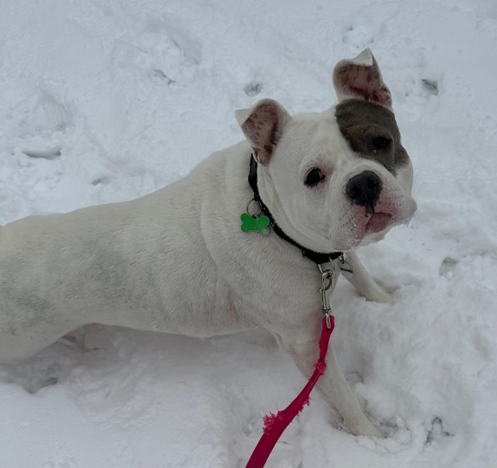 Enlarge Mackenzie, a Adoptable mixed breed in North Syracuse, NY image 5/6