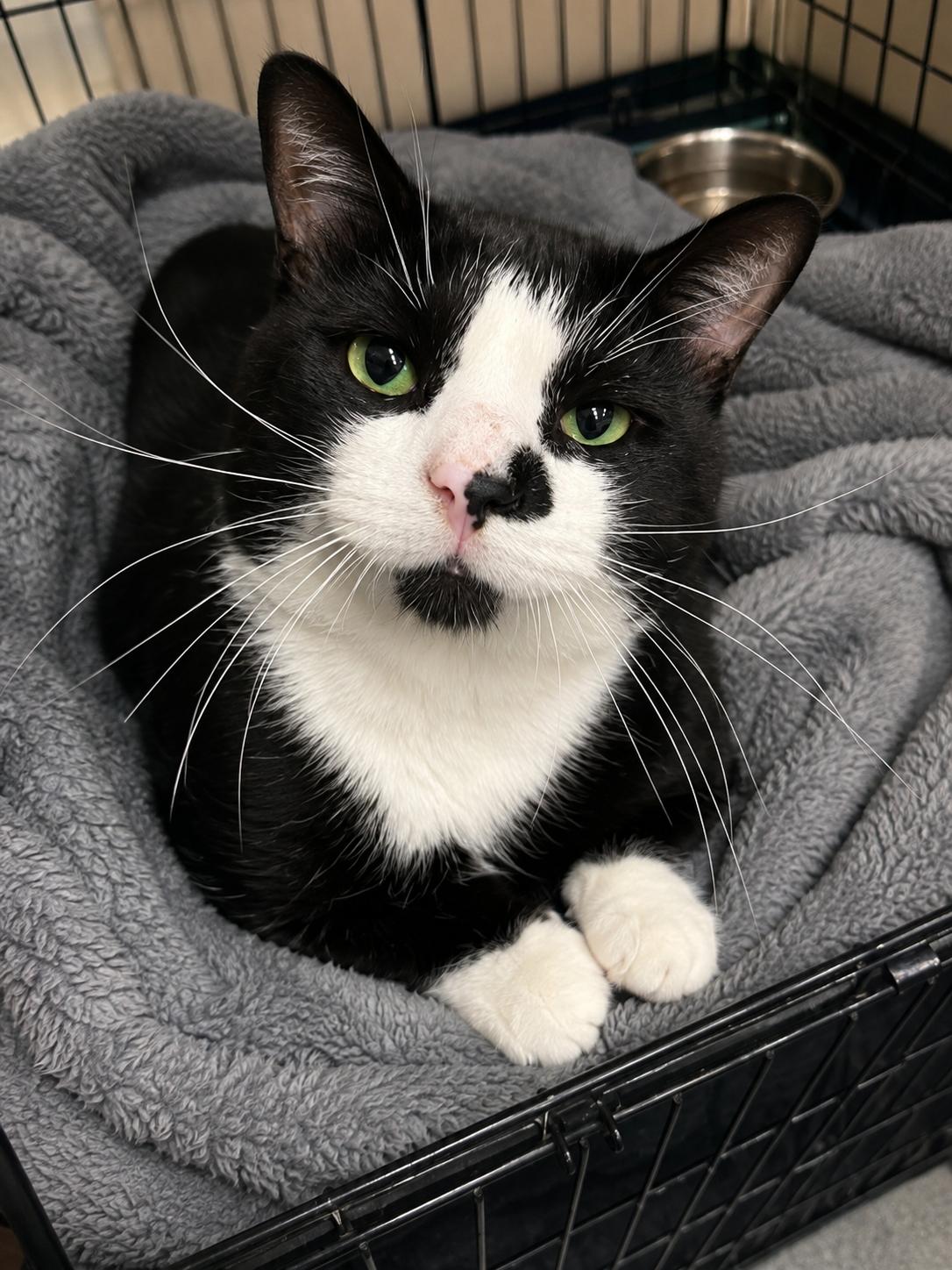Enlarge Gelato, an adopted Domestic Short Hair in Joliet, IL image 1/1