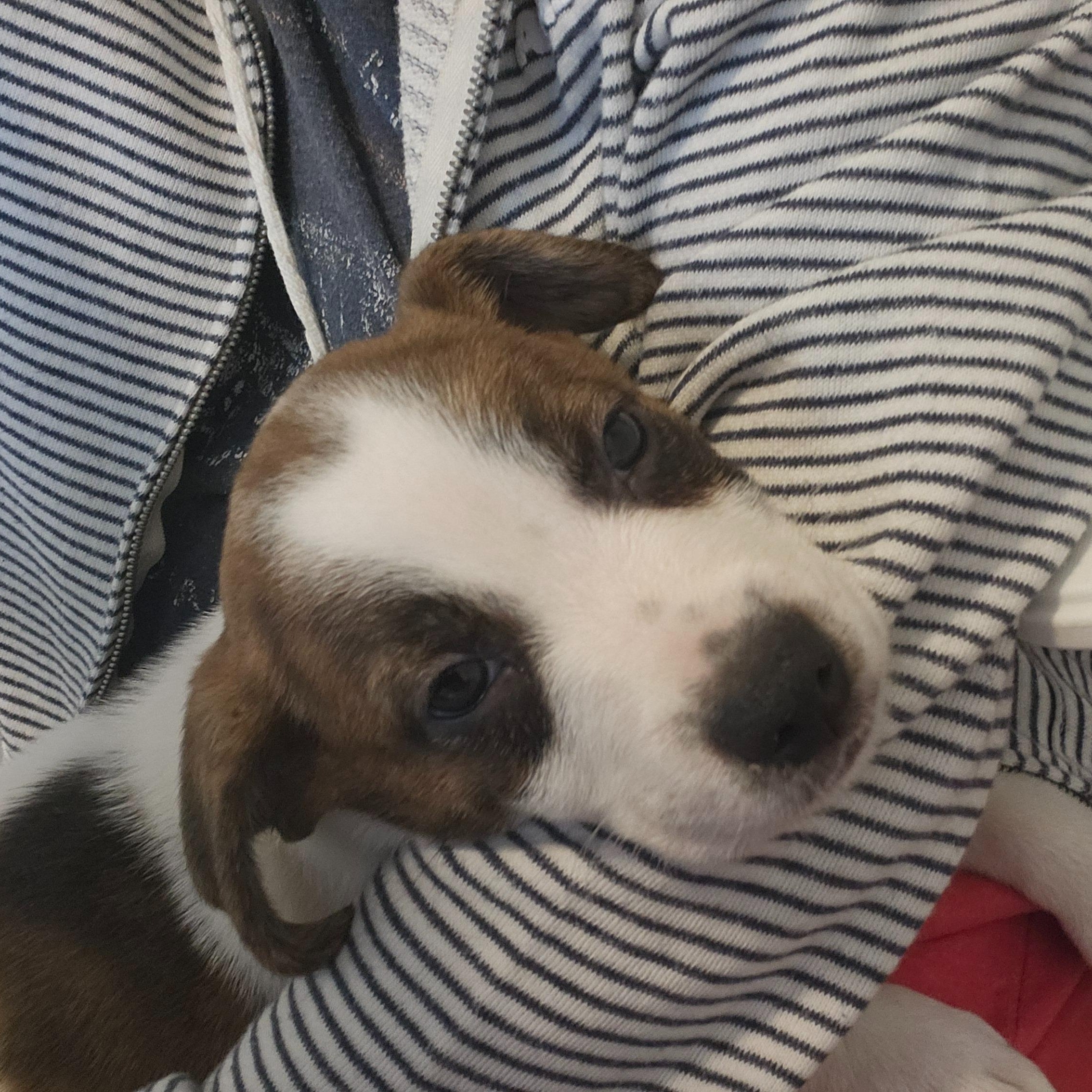 Buckwheat, a ADOPTABLE mixed breed in Alma, MI image 1/4