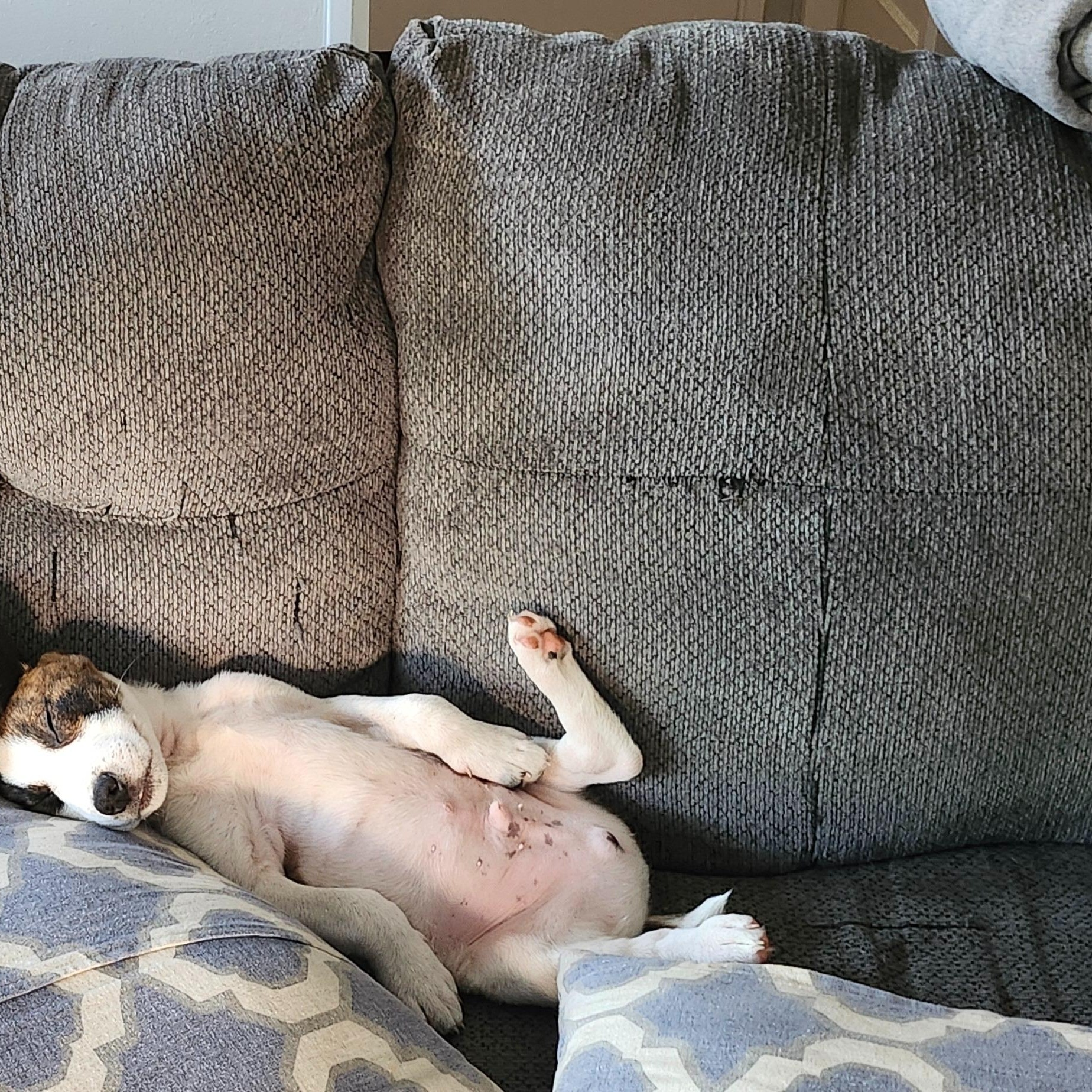 Buckwheat, a ADOPTABLE mixed breed in Alma, MI image 2/4