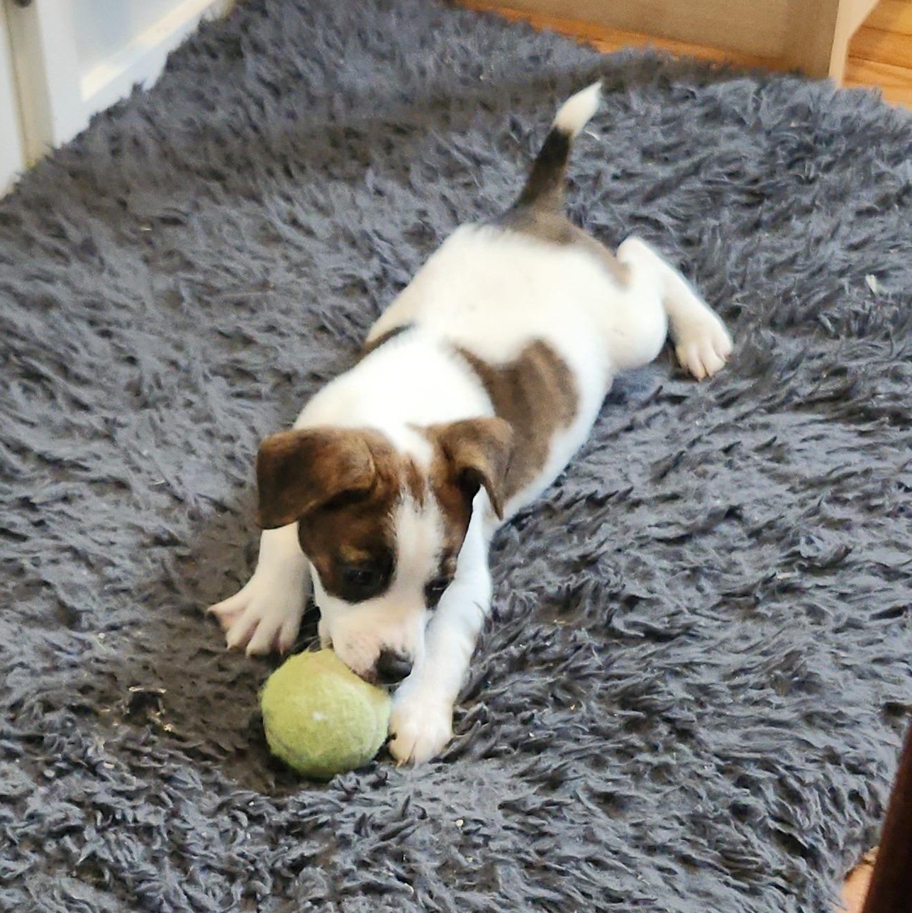 Buckwheat, a ADOPTABLE mixed breed in Alma, MI image 3/4