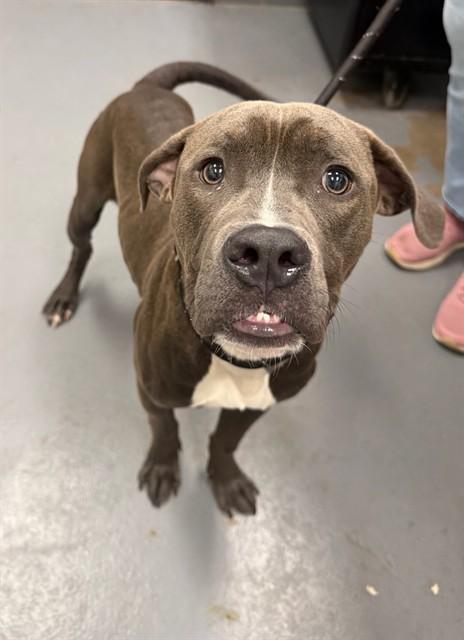 EASTWOOD, Adoptable, Young Male Pit Bull Terrier.
