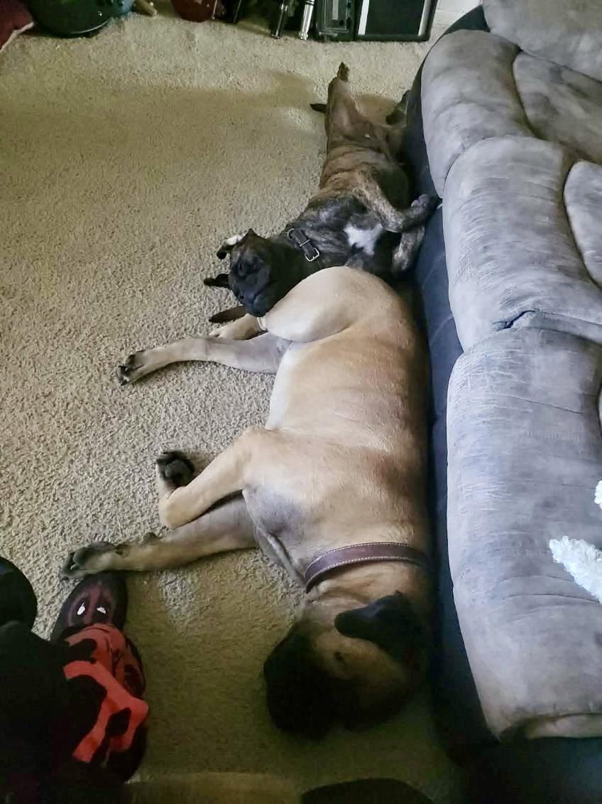 Maverick, Adoptable, Young Male Bullmastiff.