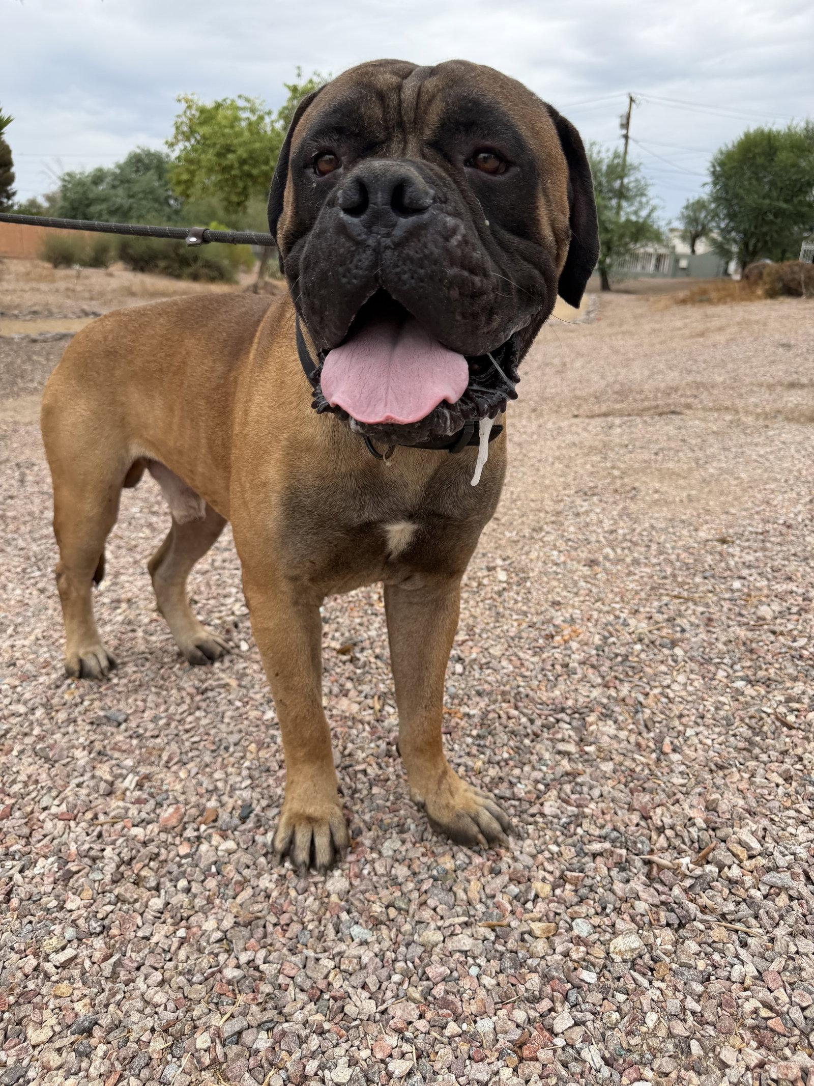 Enlarge Maverick, a Adoptable Bullmastiff in Glendale, AZ image 2/3
