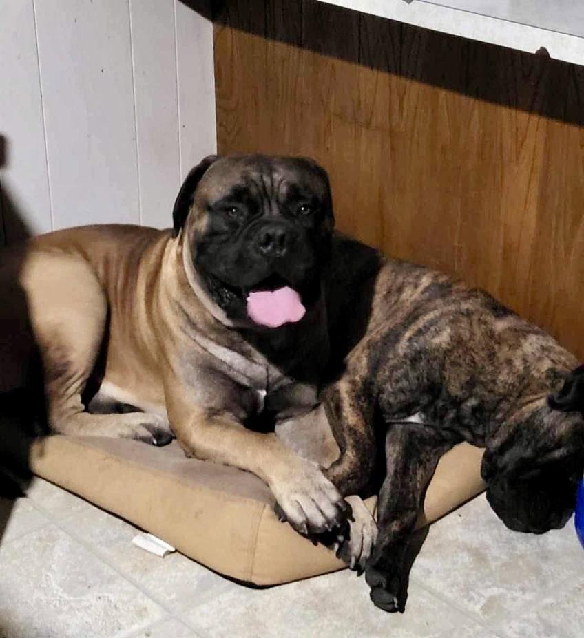 Enlarge Maverick, a Adoptable Bullmastiff in Glendale, AZ image 3/3