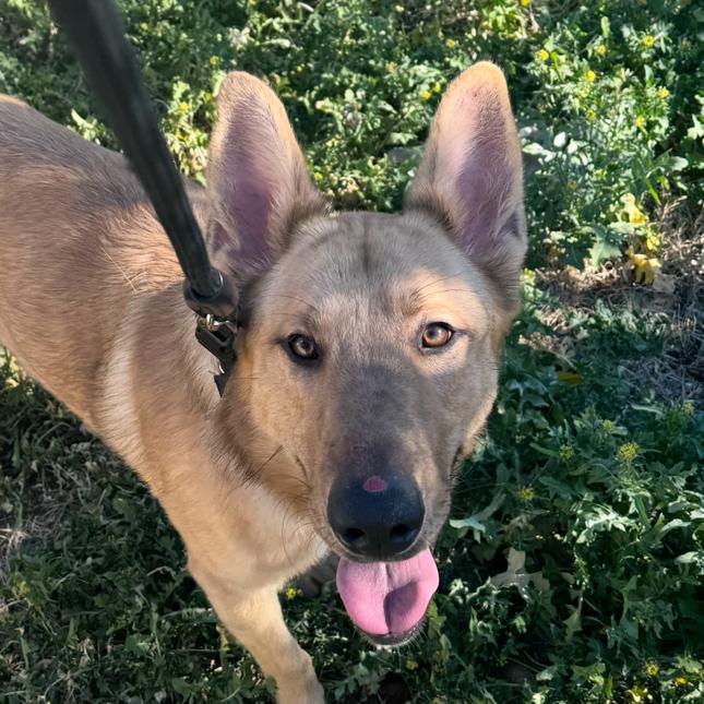 Henry, Adoptable, Adult Male German Shepherd Dog.