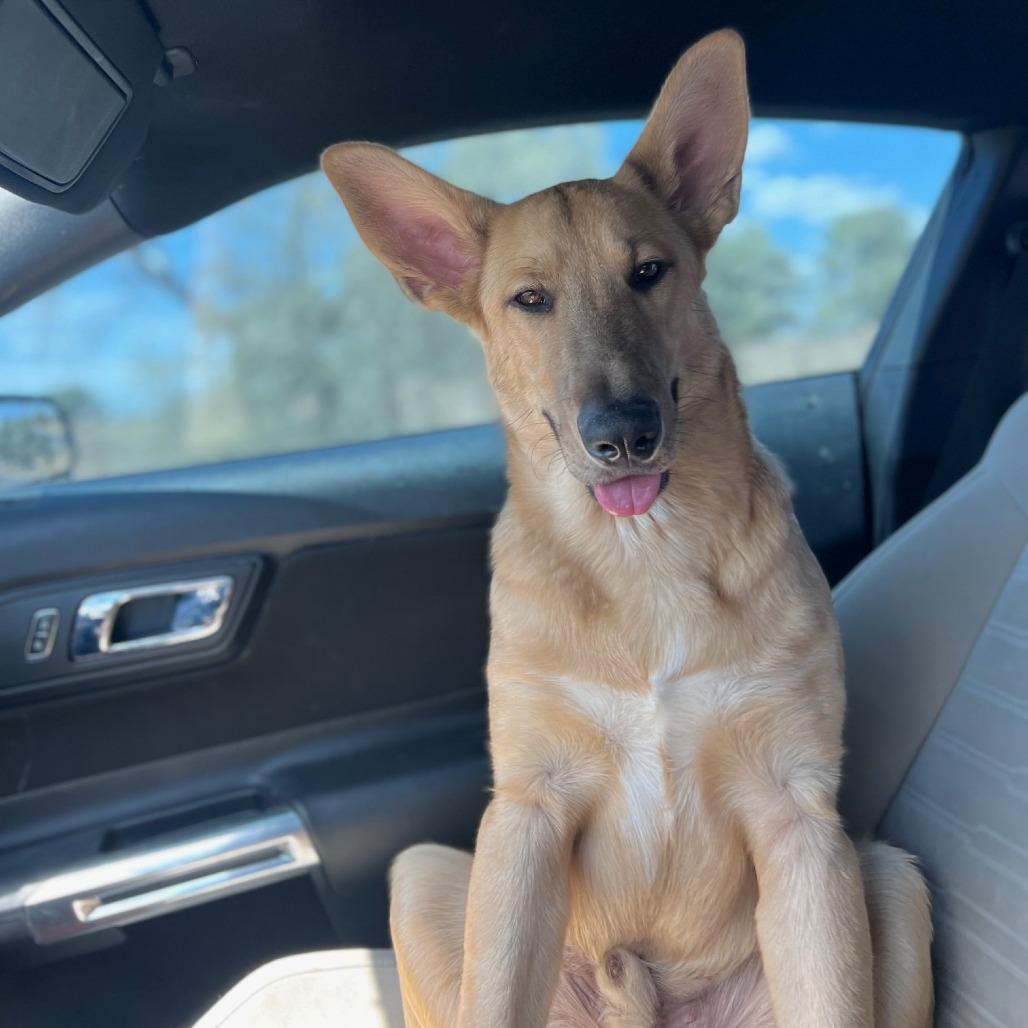 Enlarge Henry, a Adoptable German Shepherd Dog in Midland, TX image 2/5