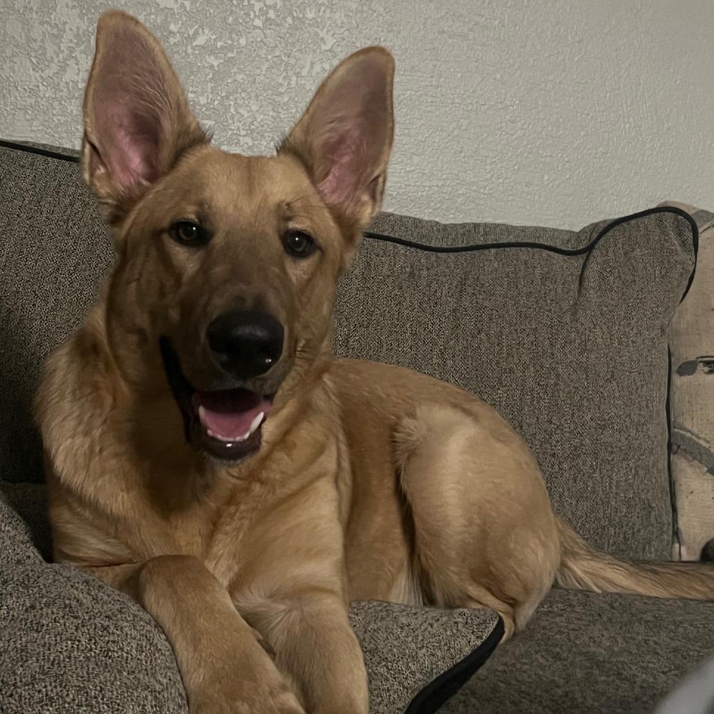 Enlarge Henry, a Adoptable German Shepherd Dog in Midland, TX image 3/5