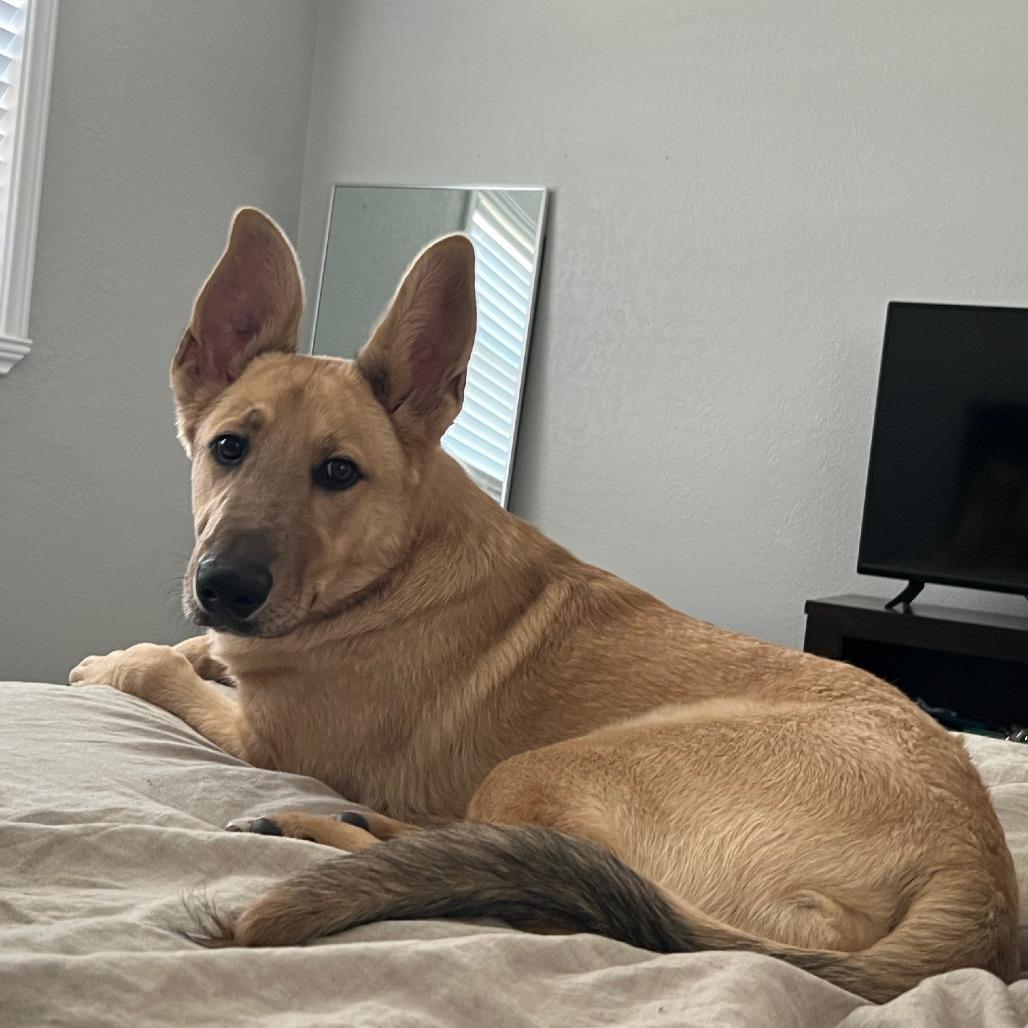 Enlarge Henry, a Adoptable German Shepherd Dog in Midland, TX image 4/5