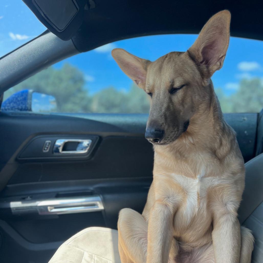 Enlarge Henry, a Adoptable German Shepherd Dog in Midland, TX image 5/5